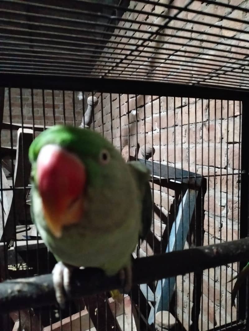 Talking female parrot for sale with free cage 5