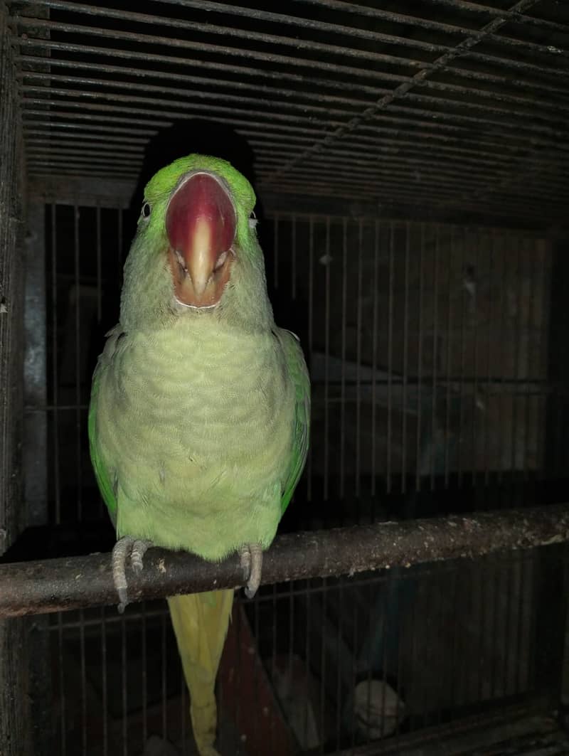 Talking female parrot for sale with free cage 6