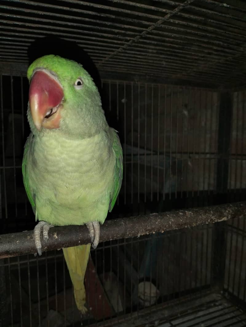 Talking female parrot for sale with free cage 7