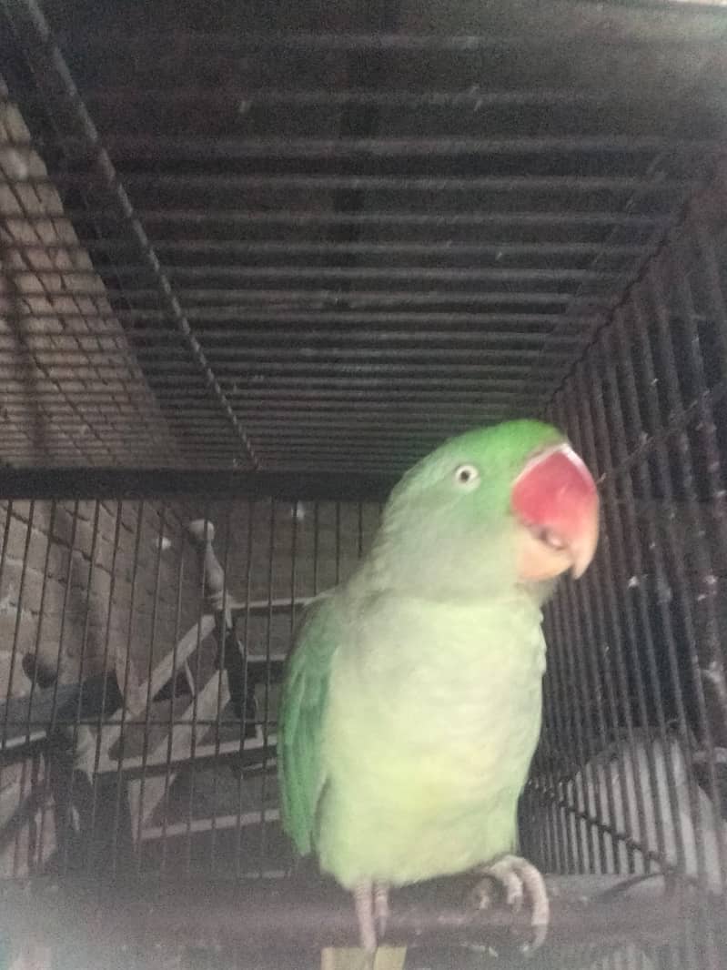 Talking female parrot for sale with free cage 8