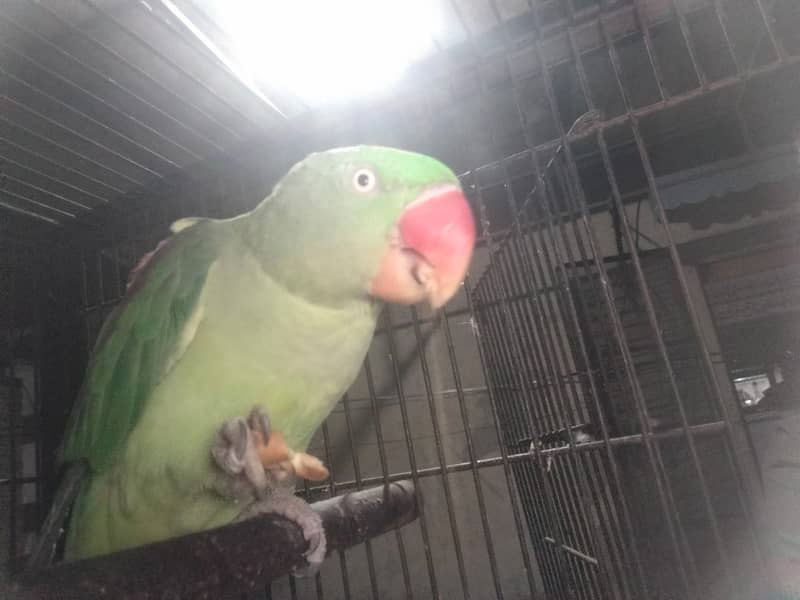 Talking female parrot for sale with free cage 9