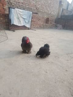 bantam pair 03014503558 Whatsapp