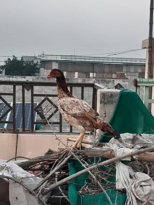 manga Mandi Lahore 1