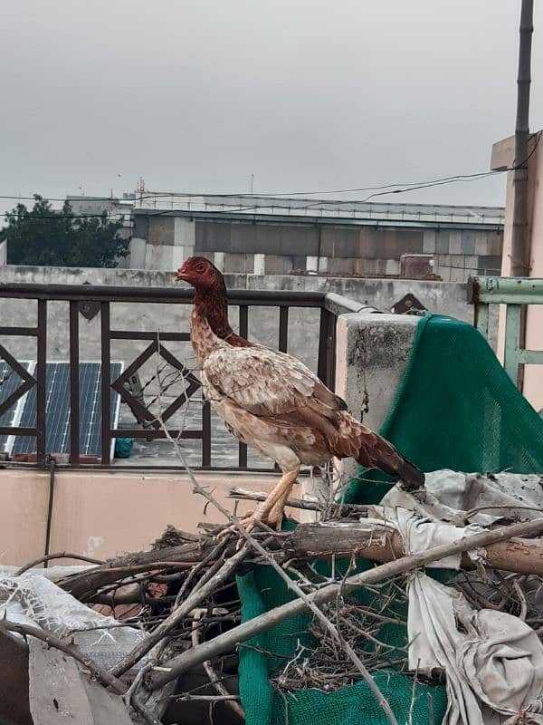 manga Mandi Lahore 6