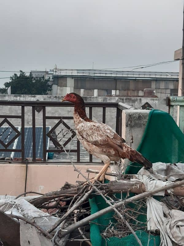 manga Mandi Lahore 8