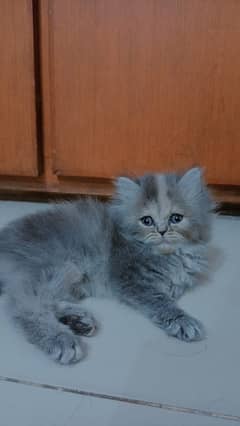 Persian kitten (grey breed) 46 days kitten