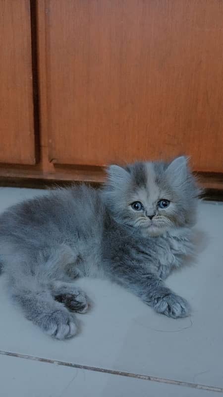 Persian kitten (grey breed) 60 days kitten 0