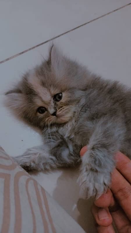 Persian kitten (grey breed) 60 days kitten 1