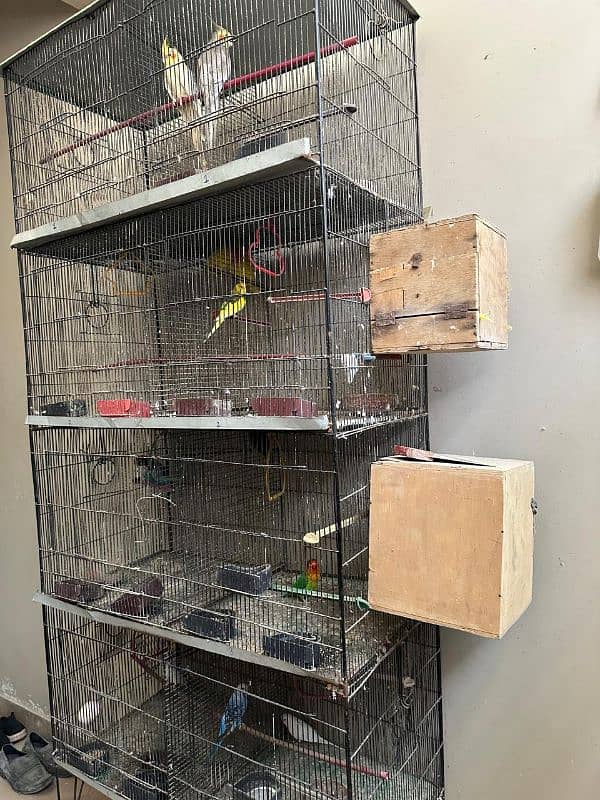 cage with pairs Available For Sale 1