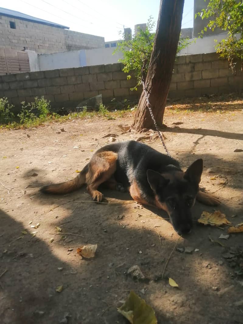 German shepherd for sale 1