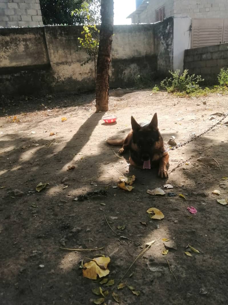 German shepherd for sale 2