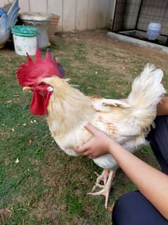 beautiful luhman cock