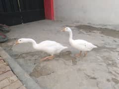 White colour long neck ducks