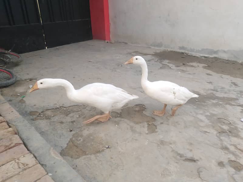 White colour long neck ducks 0