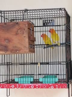 for sale  love bird 3  pinjras samet dene hai 03041517643