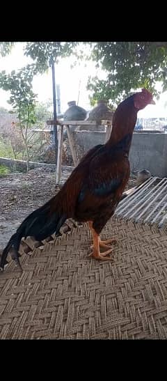 Aseel bird Home breed