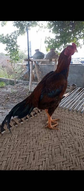 Aseel bird Home breed 1