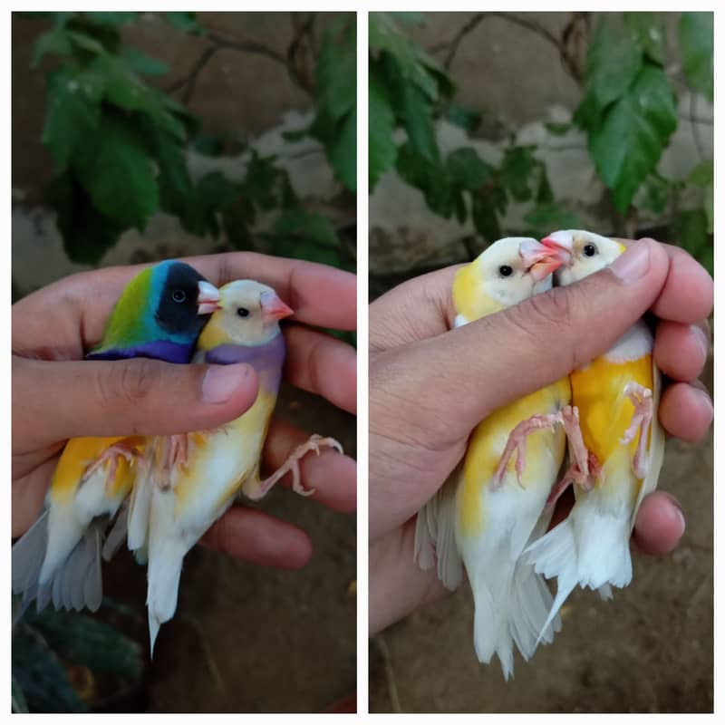 Lady gouldian finch 0