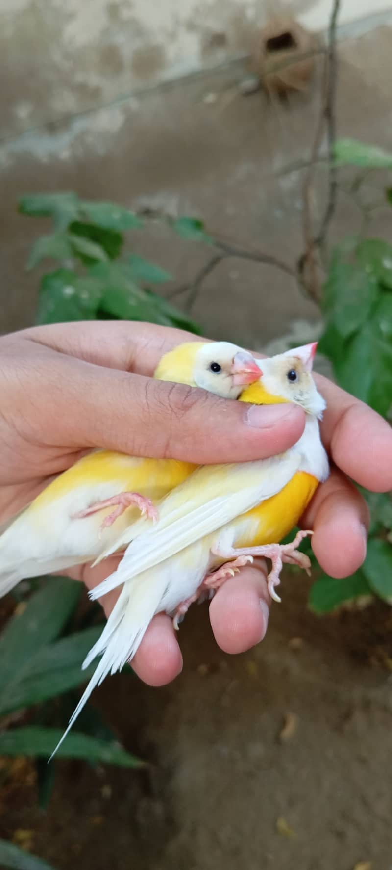 Lady gouldian finch 1