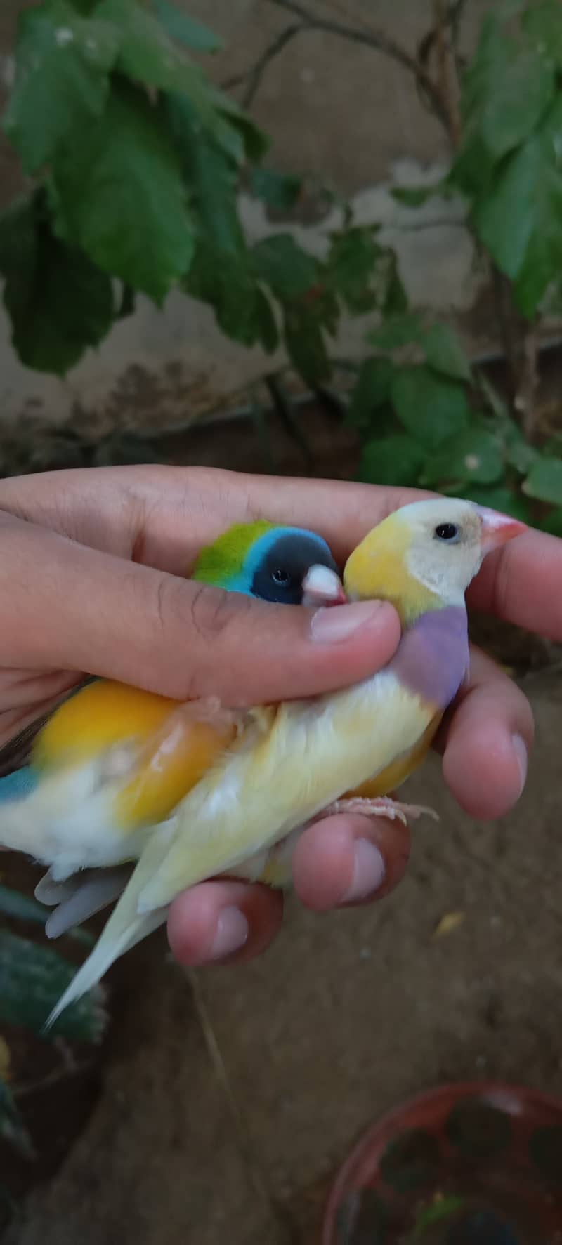 Lady gouldian finch 3