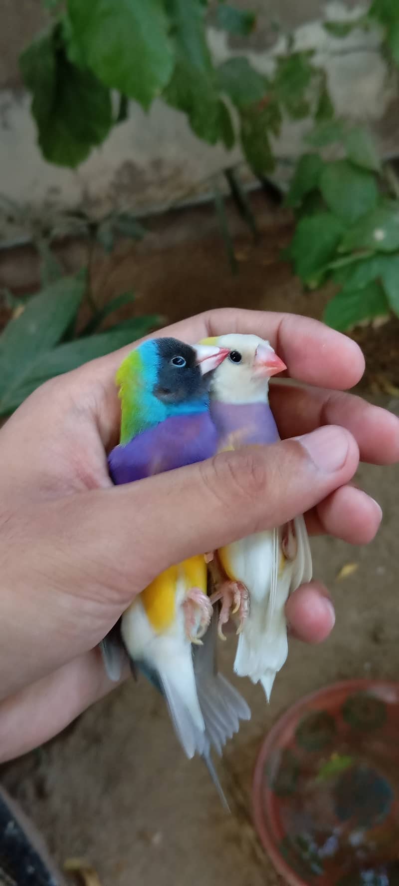 Lady gouldian finch 4