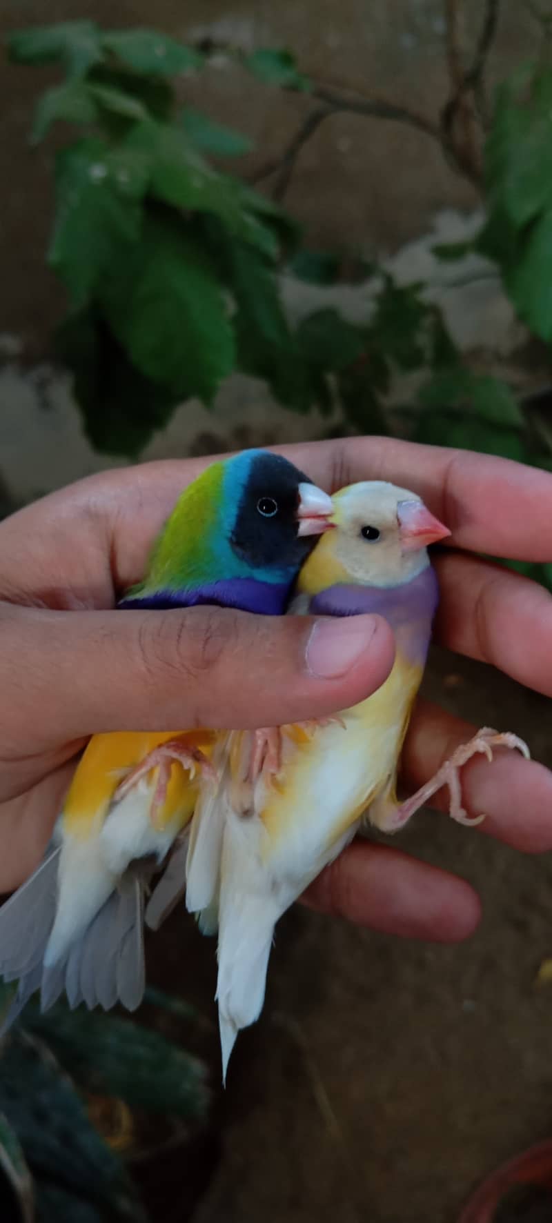 Lady gouldian finch 5