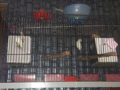 love bird 2 pair albino red eye