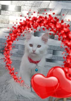 Persian pet Cat For Urgent Sale