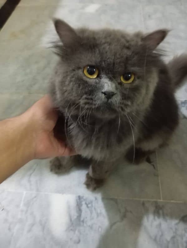 persian gray male triple coat 0