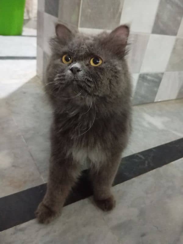 persian gray male triple coat 1