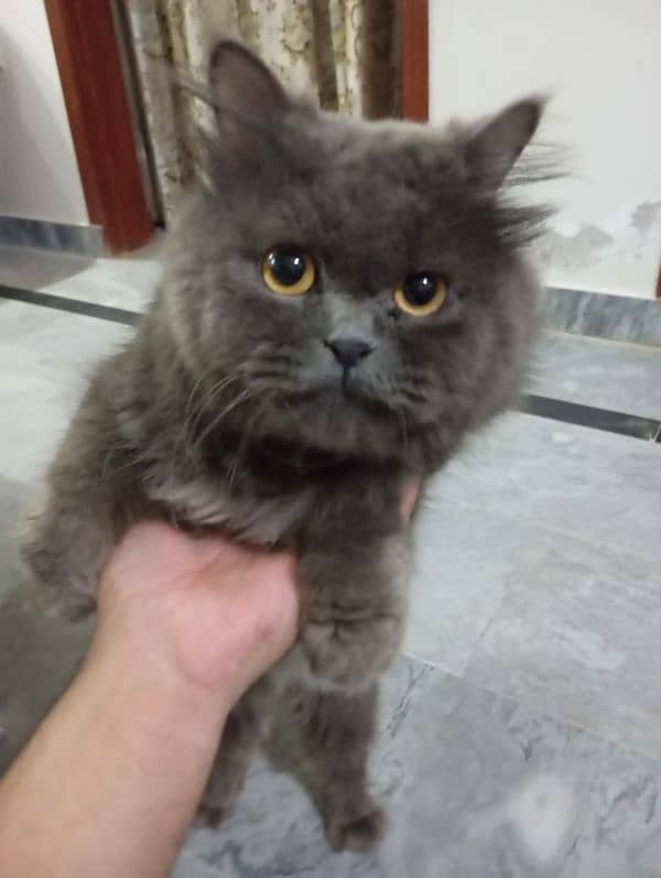 persian gray male triple coat 2