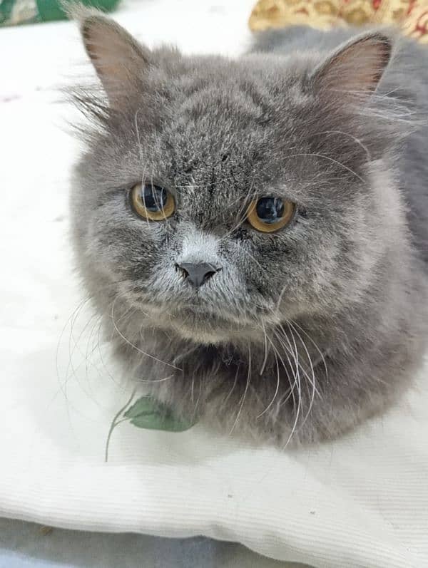 persian gray male triple coat 3