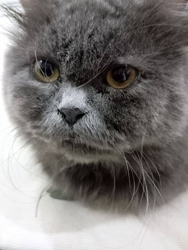 persian gray male triple coat 4