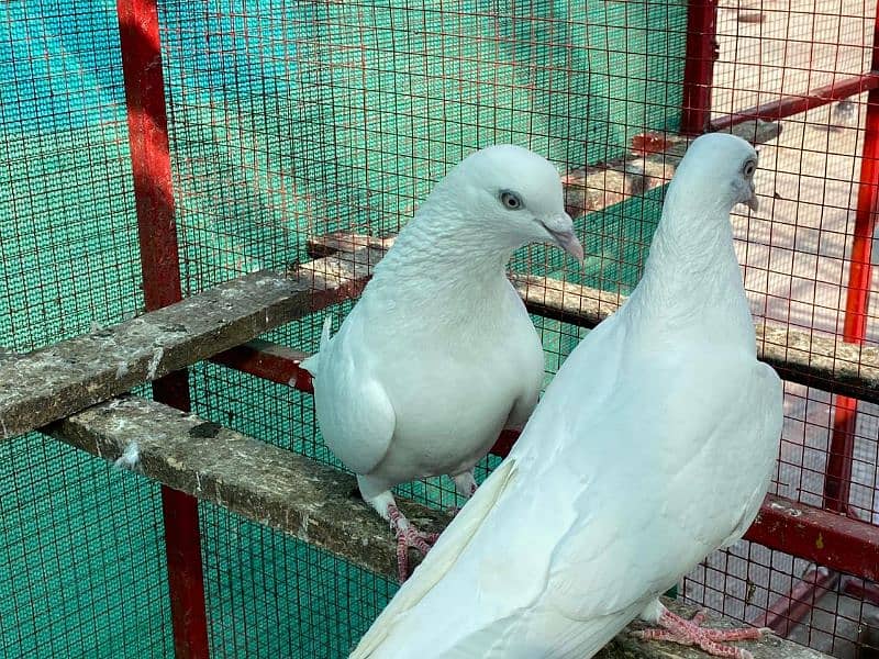 pure White pair for sale Healthy and Active 2