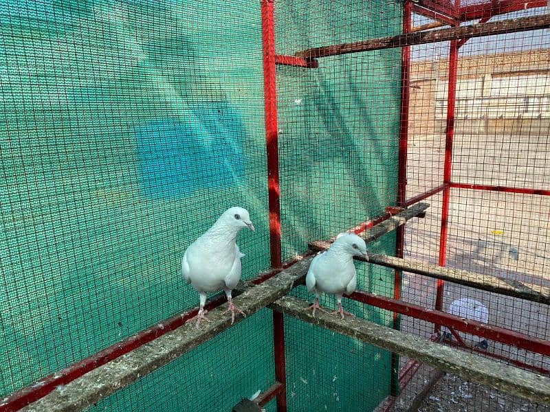 pure White pair for sale Healthy and Active 3