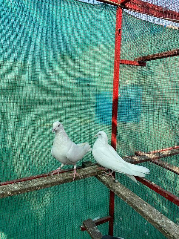 pure White pair for sale Healthy and Active 4