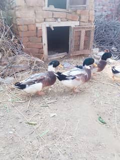 male ducks age one year