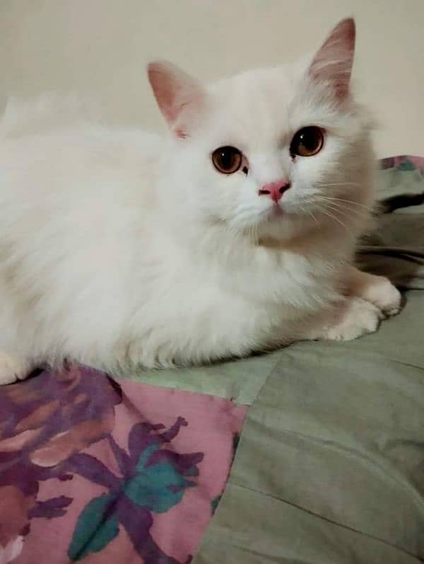 4.5 months female Persian kitten for sale 0