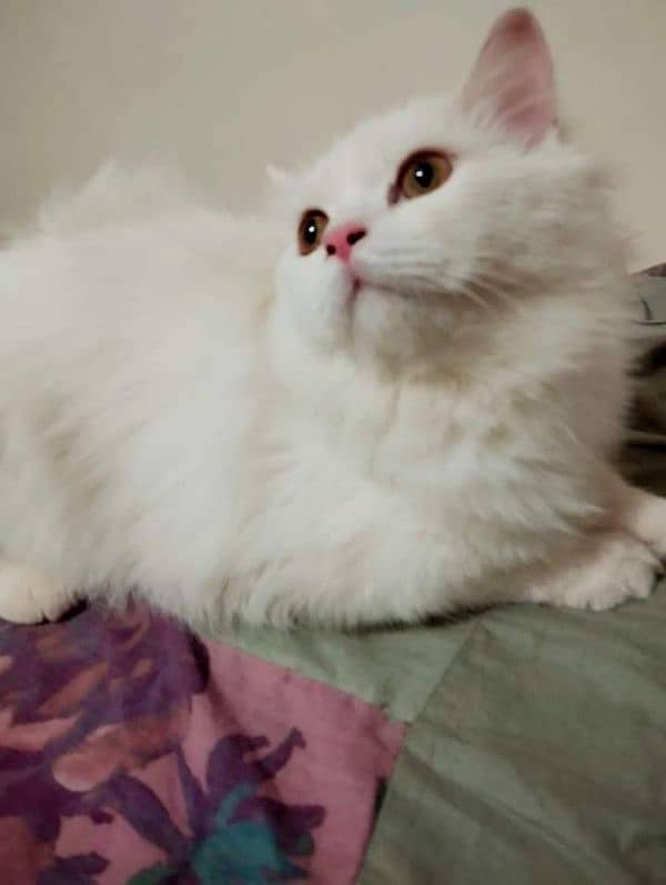 4.5 months female Persian kitten for sale 1