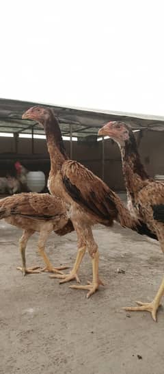 Japanese Shamo / Shamo / aseel / hen /Shamo Females for sale