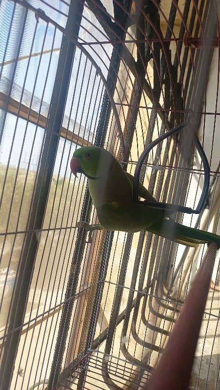 parrot ringneck 1 year 0