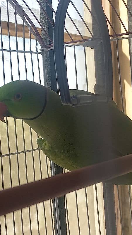 parrot ringneck 1 year 2