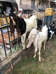 2 male goats