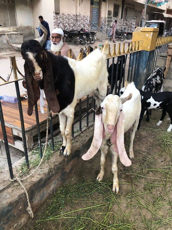 2 male goats 1