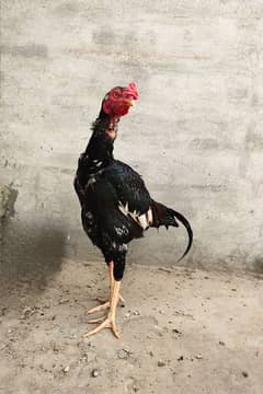 Purebred Aseel Rooster for Sale - Strong and Majestic