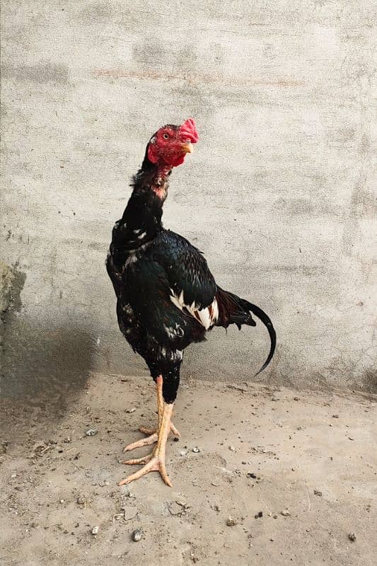 Purebred Aseel Rooster for Sale - Strong and Majestic 0