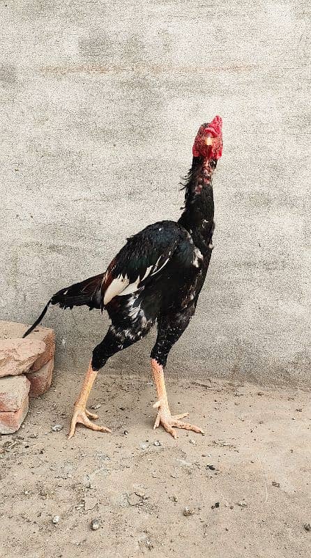 Purebred Aseel Rooster for Sale - Strong and Majestic 1