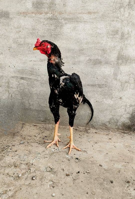 Purebred Aseel Rooster for Sale - Strong and Majestic 2