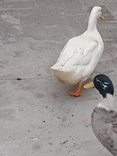 ducks