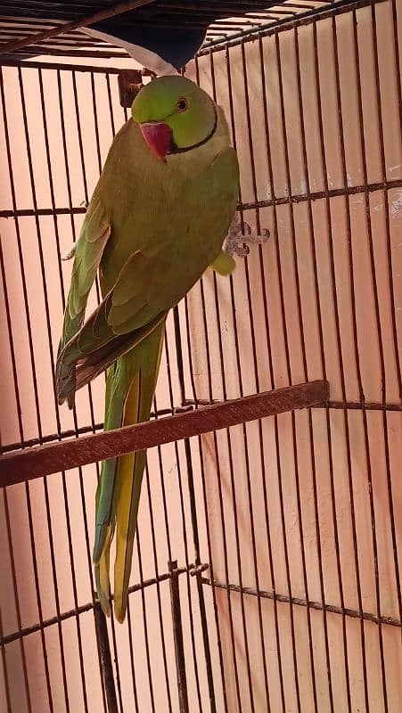 Ring neck parrot Male 0